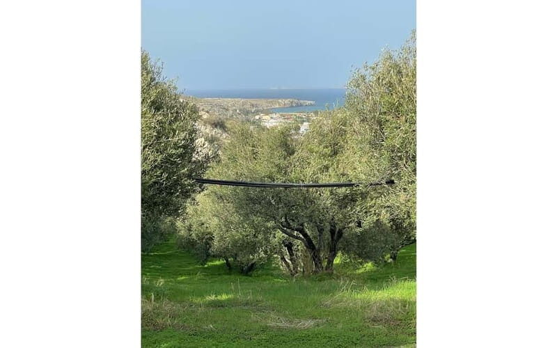Heraklion: Sunset BBQ in the Olive Grove - Authenticity and Experience Quality