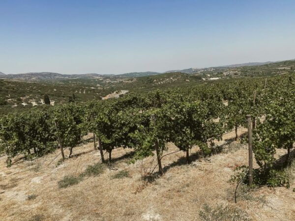 Heraklion Wine Country Tour - Winery Visits