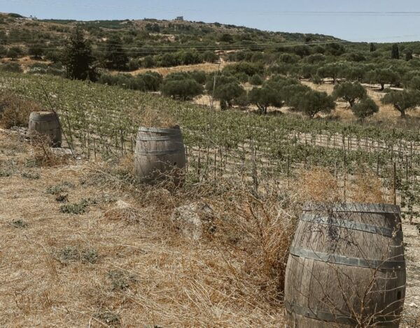 Heraklion Wine Country Tour - Wine Tasting Experience