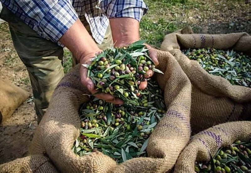 Heraklion: Wine, Olive Oil & Cheese Gastronomic Experience - Analyzing the Value: Is It Worth It?