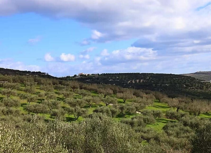 Heraklion: Wine, Olive Oil & Cheese Gastronomic Experience - Who Will Love This Tour?