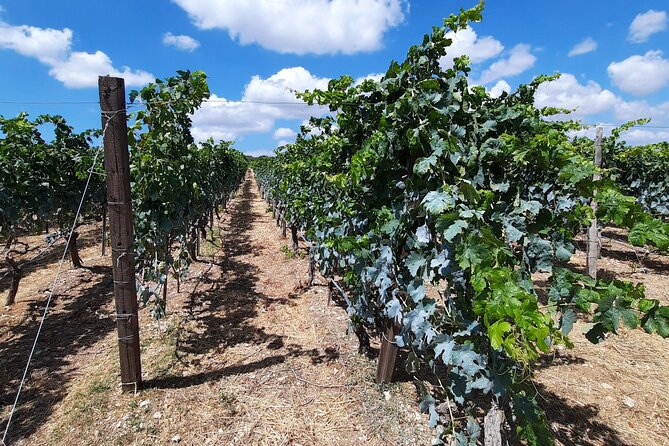 Heraklion Wine Tour & Cretan Meze Lunch - Reviews