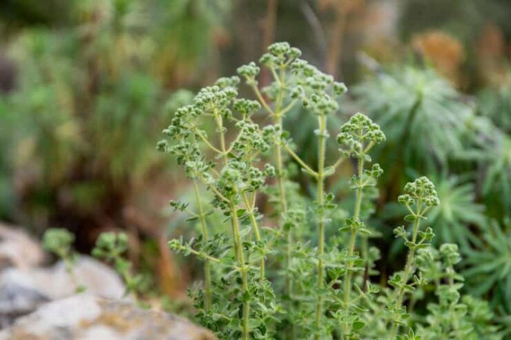 Herbalism and Wildlife (Private Group Experience) - Booking Information
