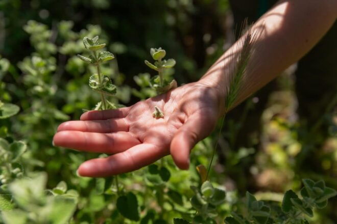 Herbalism and Wildlife (Private Group Experience) - Activity Highlights