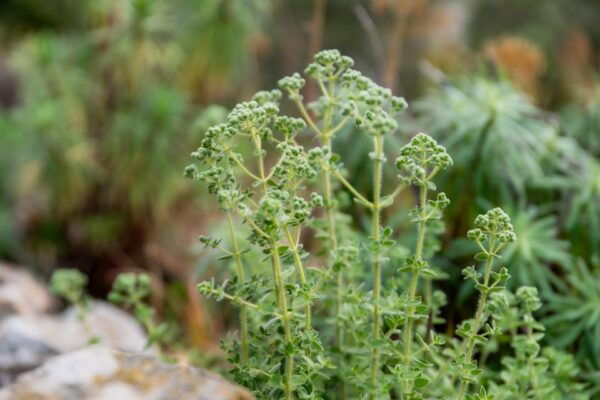 Herbalism and Wildlife (Private Group Experience) - Safety Measures