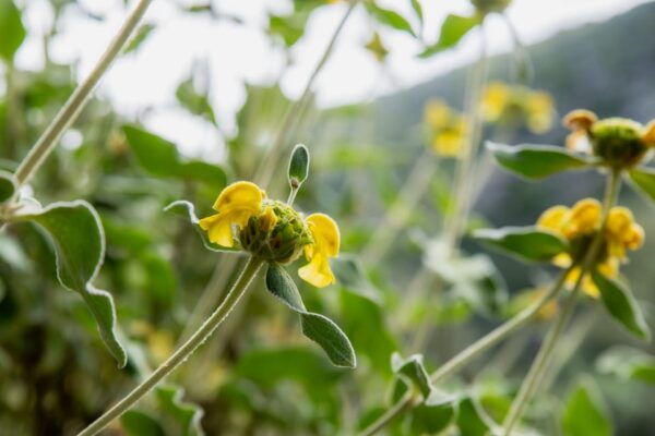 Herbalism and Wildlife (Private Group Experience) - Local Insights