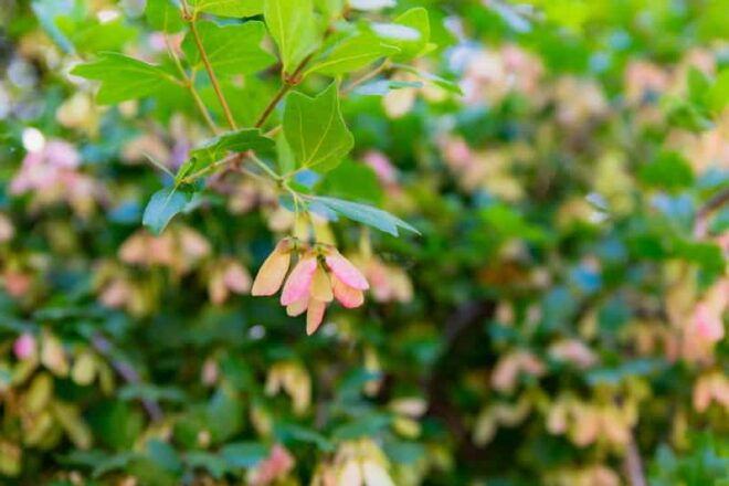 Herbalism and Wildlife (Small Group Experience) - Cultural Attractions