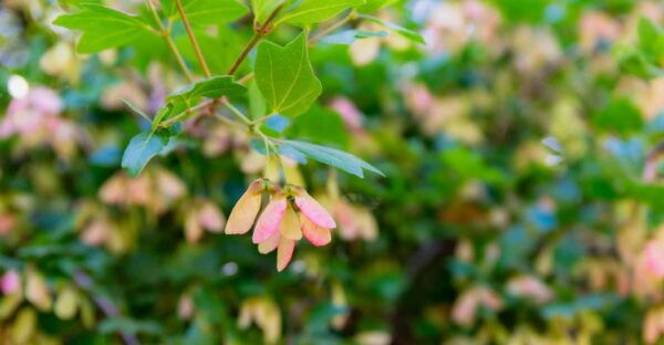 Herbalism and Wildlife (Small Group Experience) - Safety Measures