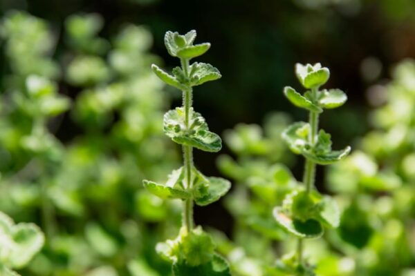 Herbalism and Wildlife (Small Group Experience) - Participant Testimonials