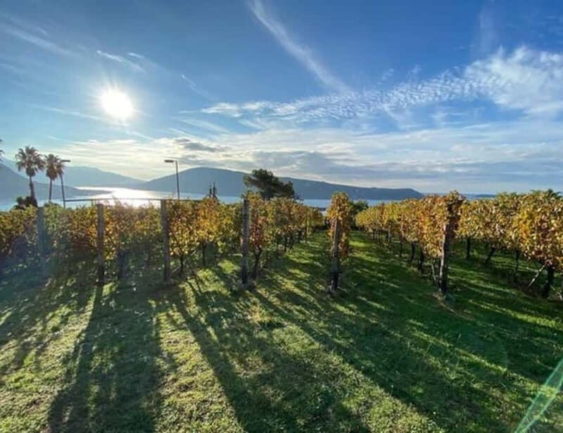 Herceg Novi: Old Timer Tour & Wine Tasting Charms - FAQ