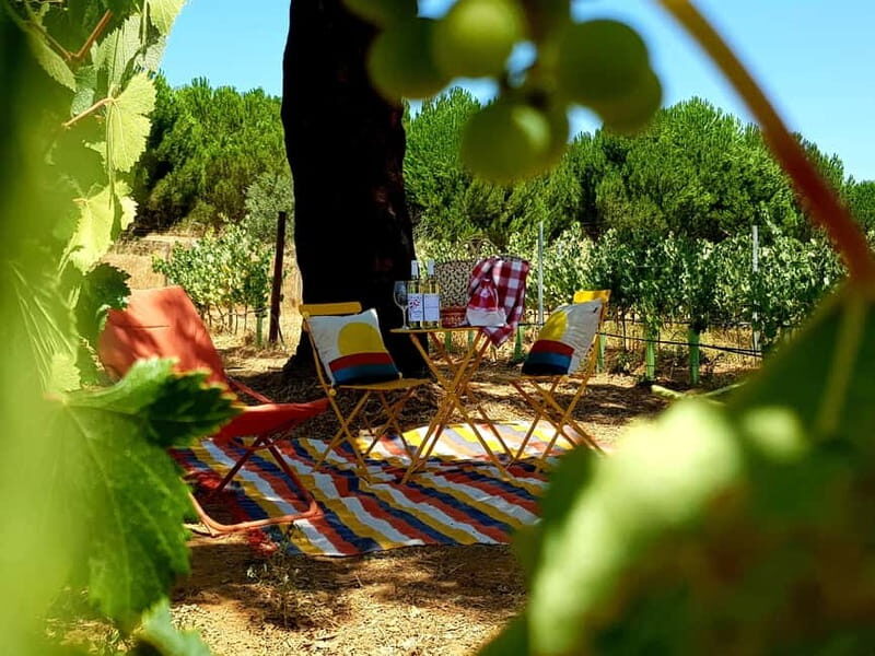 Herdade Canal Caveira - Visit Winery & Picnic - Practicalities and Tips for the Tour