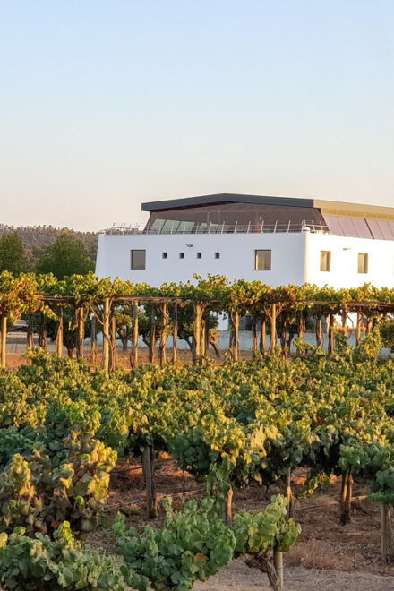 Herdade Canal Caveira - Winery Visit 3 Wines & Tapas - Additional Activities and Amenities