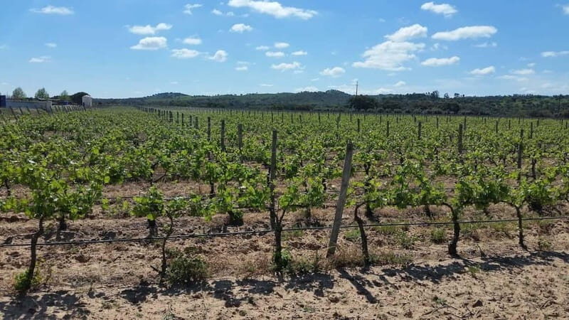 Herdade Canal Caveira - Winery Visit 4 Red's Wines & Tapas - Introduction