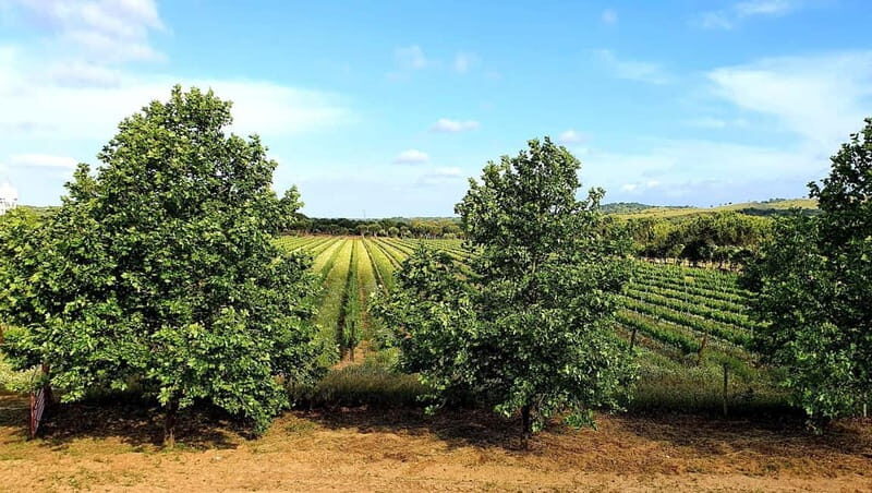 Herdade Canal Caveira - Winery Visit 4 Red's Wines & Tapas - The Sum Up