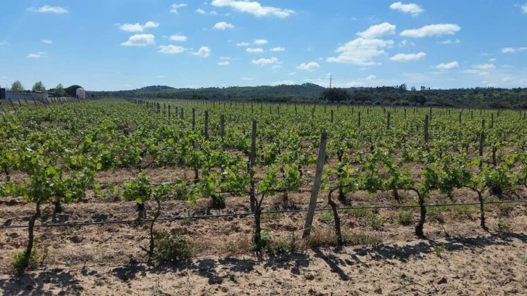 Herdade Canal Caveira - Winery Visit 4 Wines & Tapas - FAQs