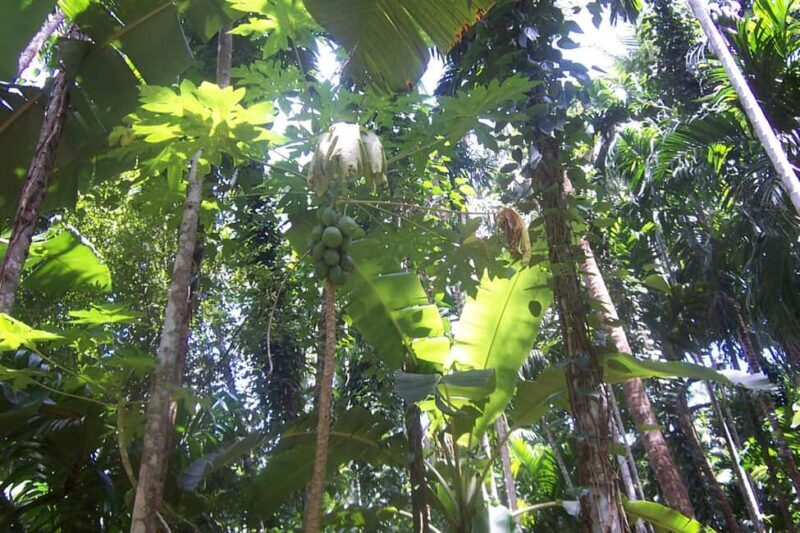 Heritage Goa, Ancient Churches and Spice Plantation Visit - Discover Heritage Goa, Ancient Churches, and Spice Plantation Visit: An Honest Review