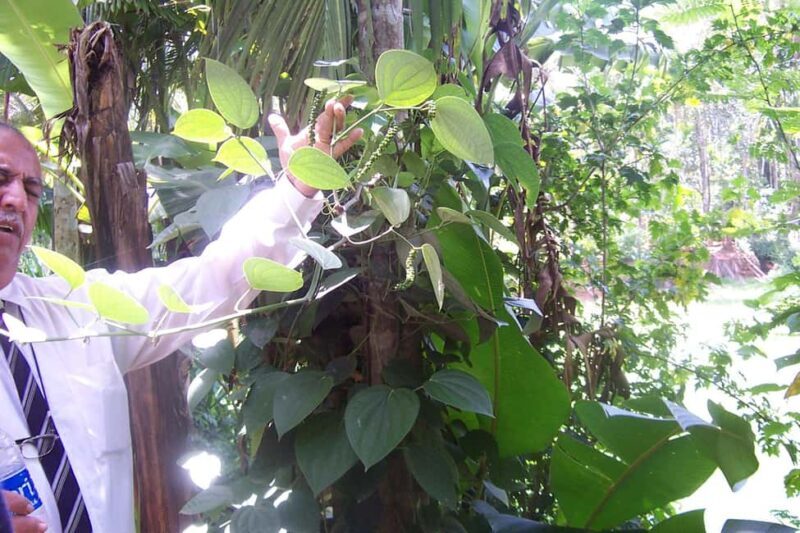 Heritage Goa, Ancient Churches and Spice Plantation Visit - Good To Know