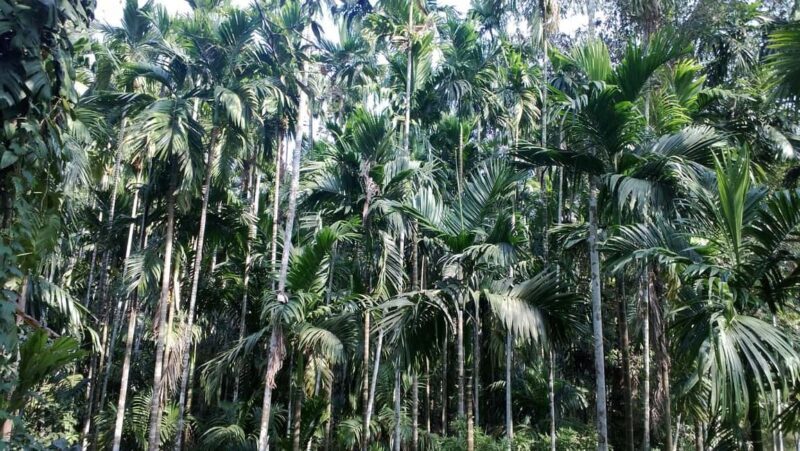 Heritage Goa, Ancient Churches and Spice Plantation Visit - Final Thoughts