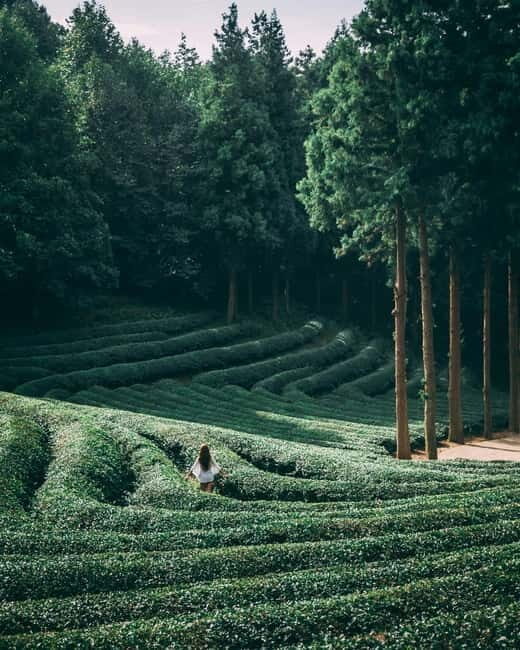 Heritage Tour: Tea Estates & Himalayan Culture of Palampur - Good To Know  