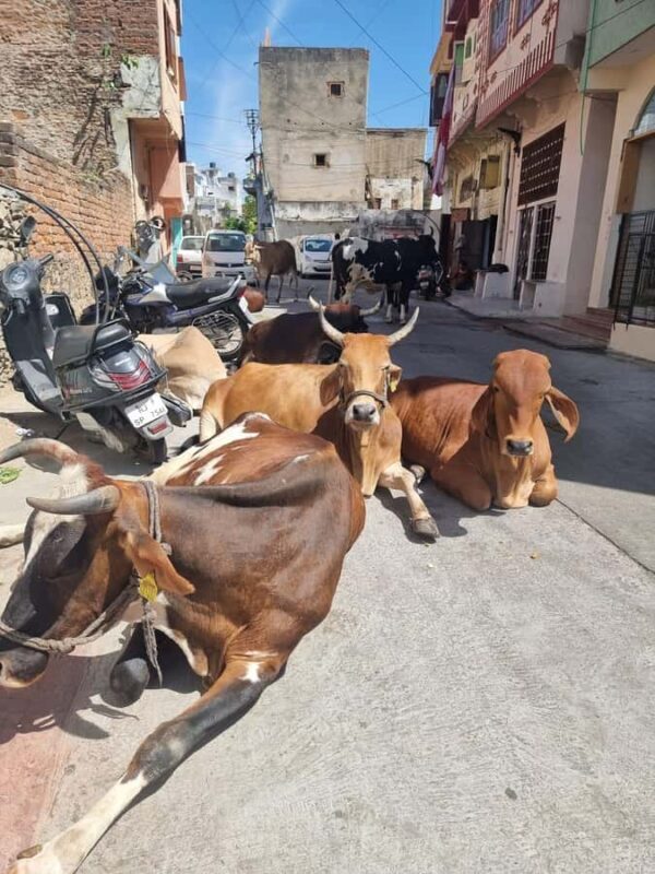 Heritage Walk, Bazaar, Culture & Local Taste Experience - Why This Tour is Worth It