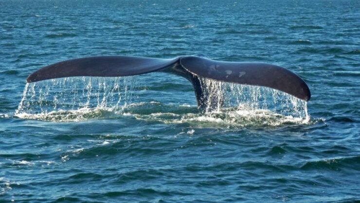 Hermanus: Boat Based Whale Watching Experience - Inclusions