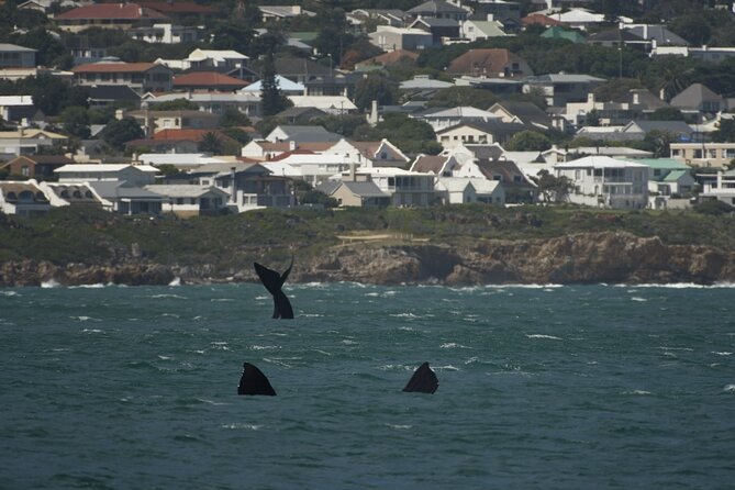 Hermanus Land Based Whale Walking Tour With Dave De Beer - Additional Information