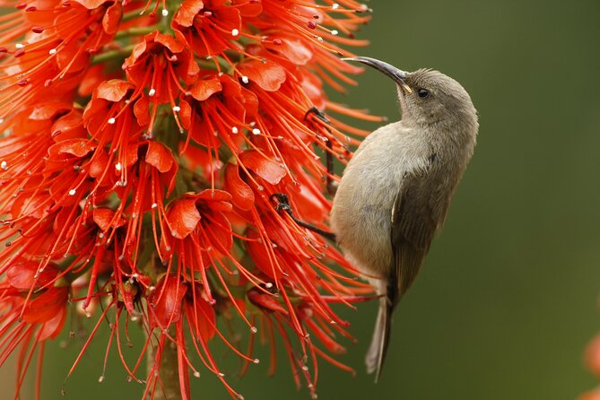 Hermanus & Overberg Birding - Overbergs Diverse Avian Species