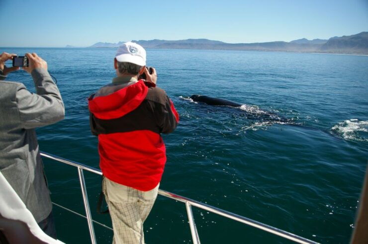 Hermanus: Whale and Dolphin Watching Boat Trip - Experience