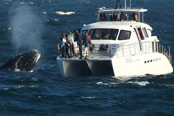 Hermanus Whale Watching and Winelands Stellenbosch Private Tours - Good To Know