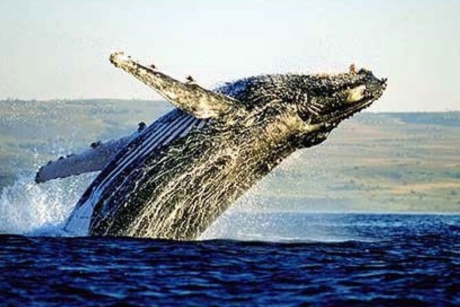 Hermanus Whale Watching and Winelands Stellenbosch Private Tours - Price and Booking Information