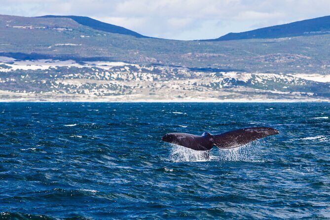 Hermanus Whale Watching Boat Trip - The Itinerary in Detail