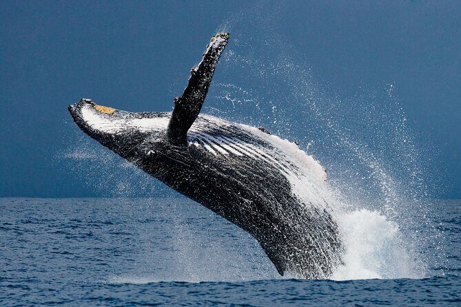 Hermanus Whale Watching Boat Trip - Who Should Consider This Tour?