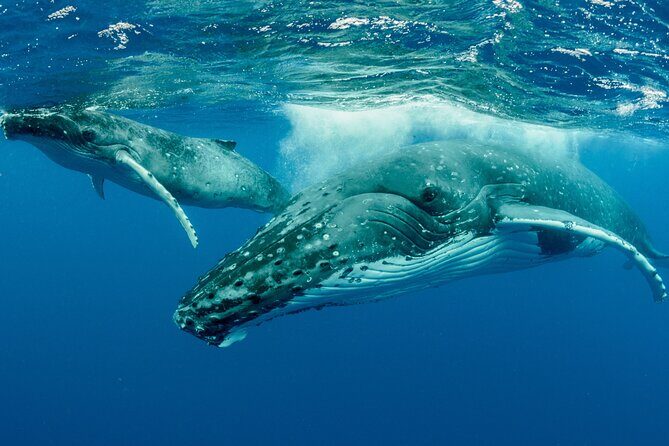 Hermanus Whale Watching Boat Trip - FAQ