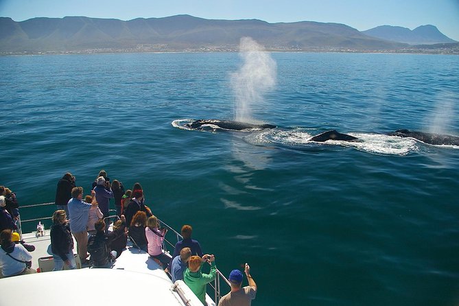 Hermanus Whale Watching Boat Trip With Shared Transfers From Cape Town - The Sum Up