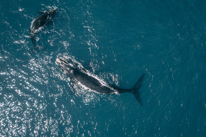 Hermanus Whale Watching From Cape Town - Whale Watching Tour Details