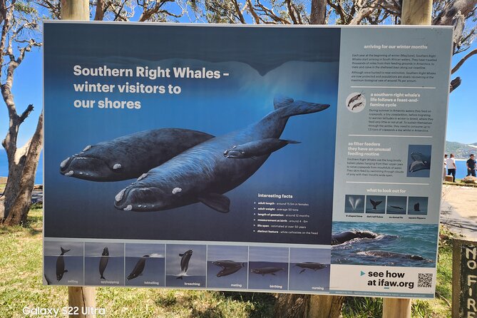 Hermanus Whale Watching, Penguins and Stellenbosch Tour - Good To Know