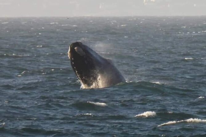 Hermanus Whale Watching, Penguins and Stellenbosch Tour - Pickup Details