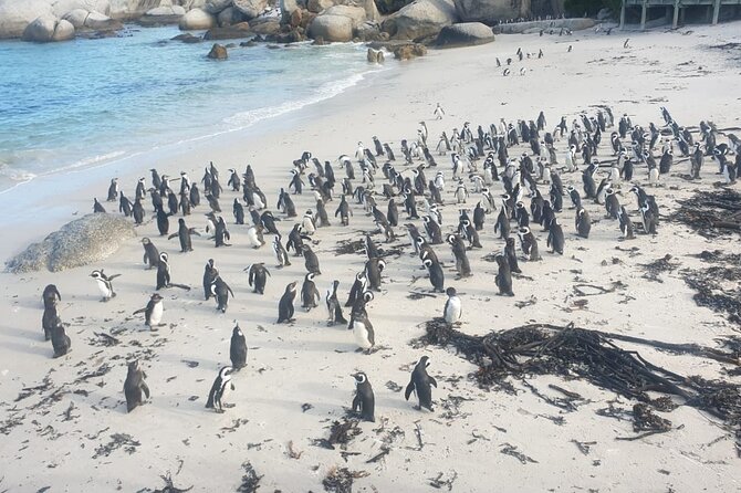 Hermanus Whale Watching, Penguins and Stellenbosch Tour - Booking Information
