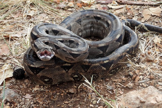 Herpetological Tour - Weather Conditions and Alternative Options