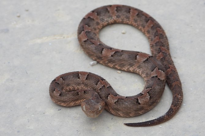 Herpetological Tour - Additional Information and Assistance