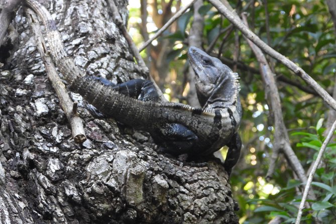 Herpetological Tour - Tour Details and Pricing