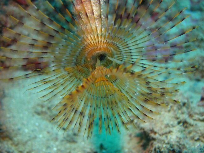 Hersonissos, Stalida: Beginner Scuba Diving Experience - Important Information