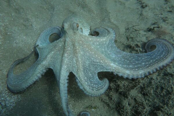 Hersonissos, Stalida: Beginner Scuba Diving Experience - Program Location