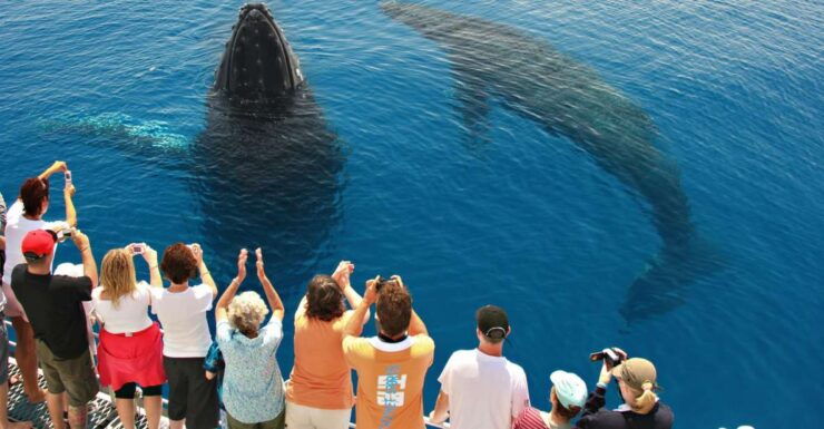 Hervey Bay 4-Hour Whale Watch Encounter - Booking and Logistics