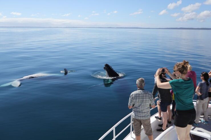 Hervey Bay 4-Hour Whale Watch Encounter - Experience Highlights