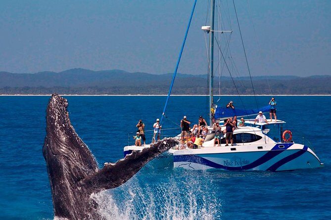 Hervey Bay: Best Value Half Day Whale Watching Cruise - The Sum Up
