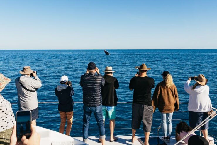 Hervey Bay: Exclusive Whale Watch Encounter - Experience Highlights