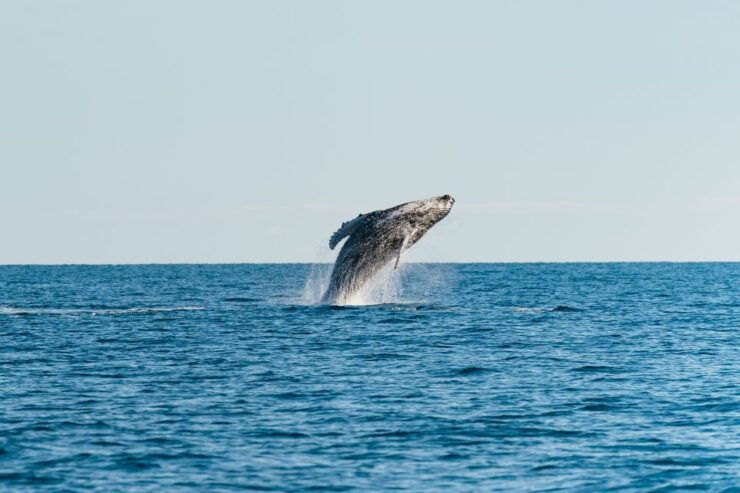 Hervey Bay: Exclusive Whale Watch Encounter - Booking Information