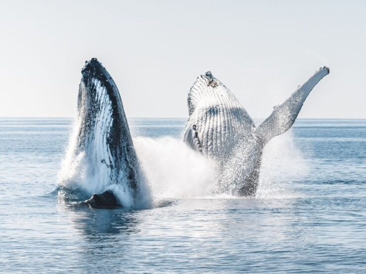 Hervey Bay: Half-Day Whale and Island Adventure by Boat - Booking Details