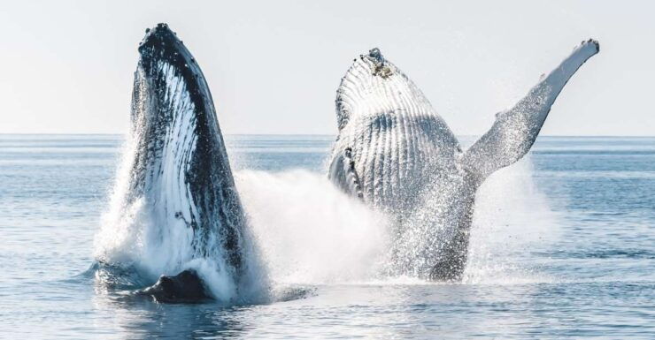 Hervey Bay: Half-Day Whale and Island Adventure by Boat - Experience Highlights